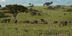 Uganda
